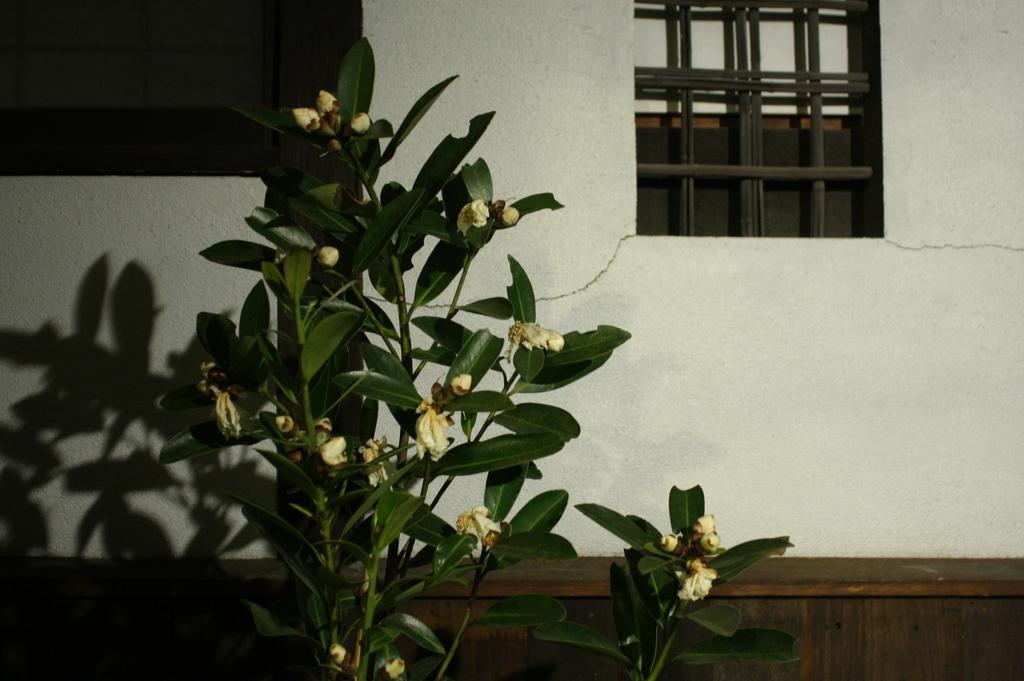 Osaka Guest House Drummer'S Dream Сакаі Номер фото